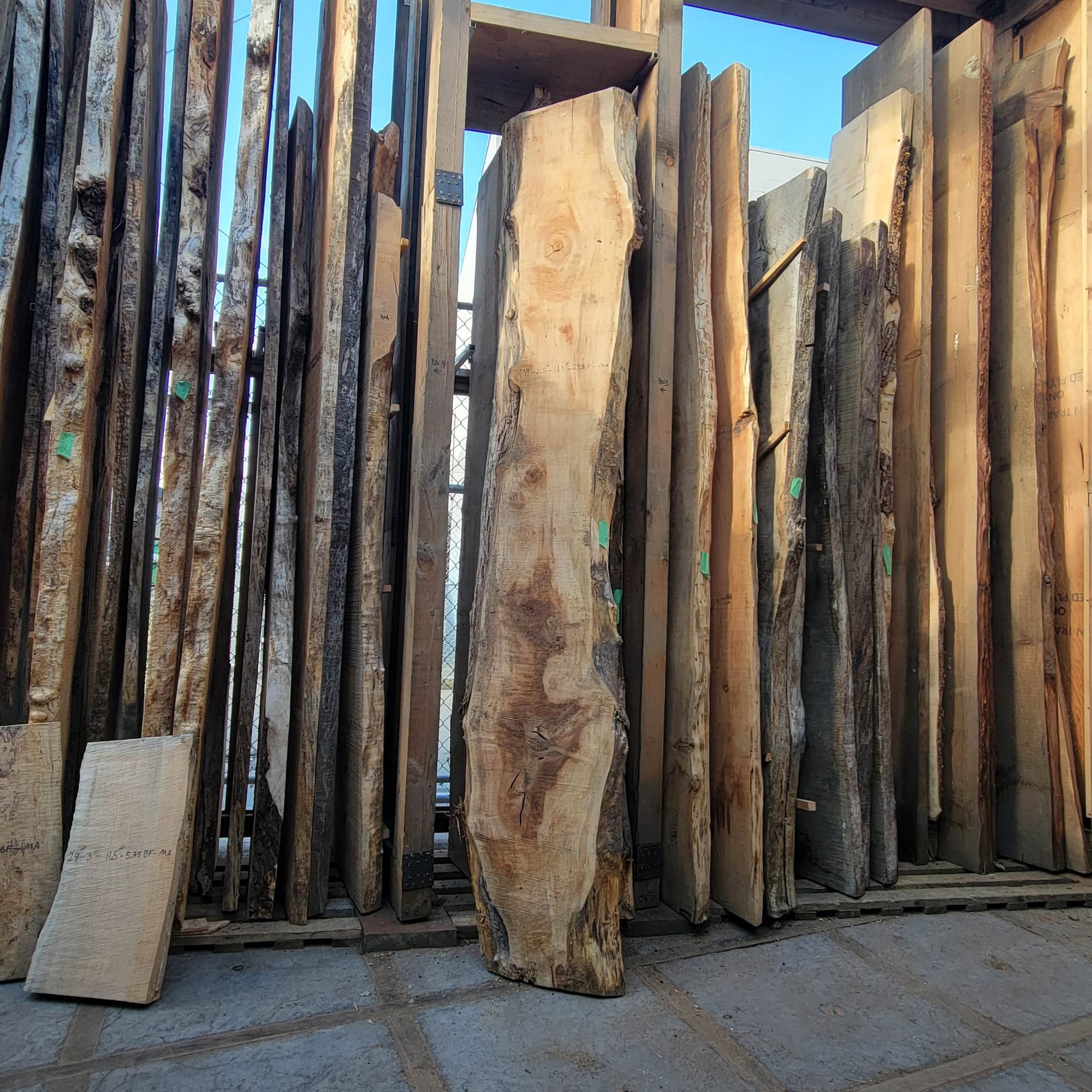Big Leaf Maple